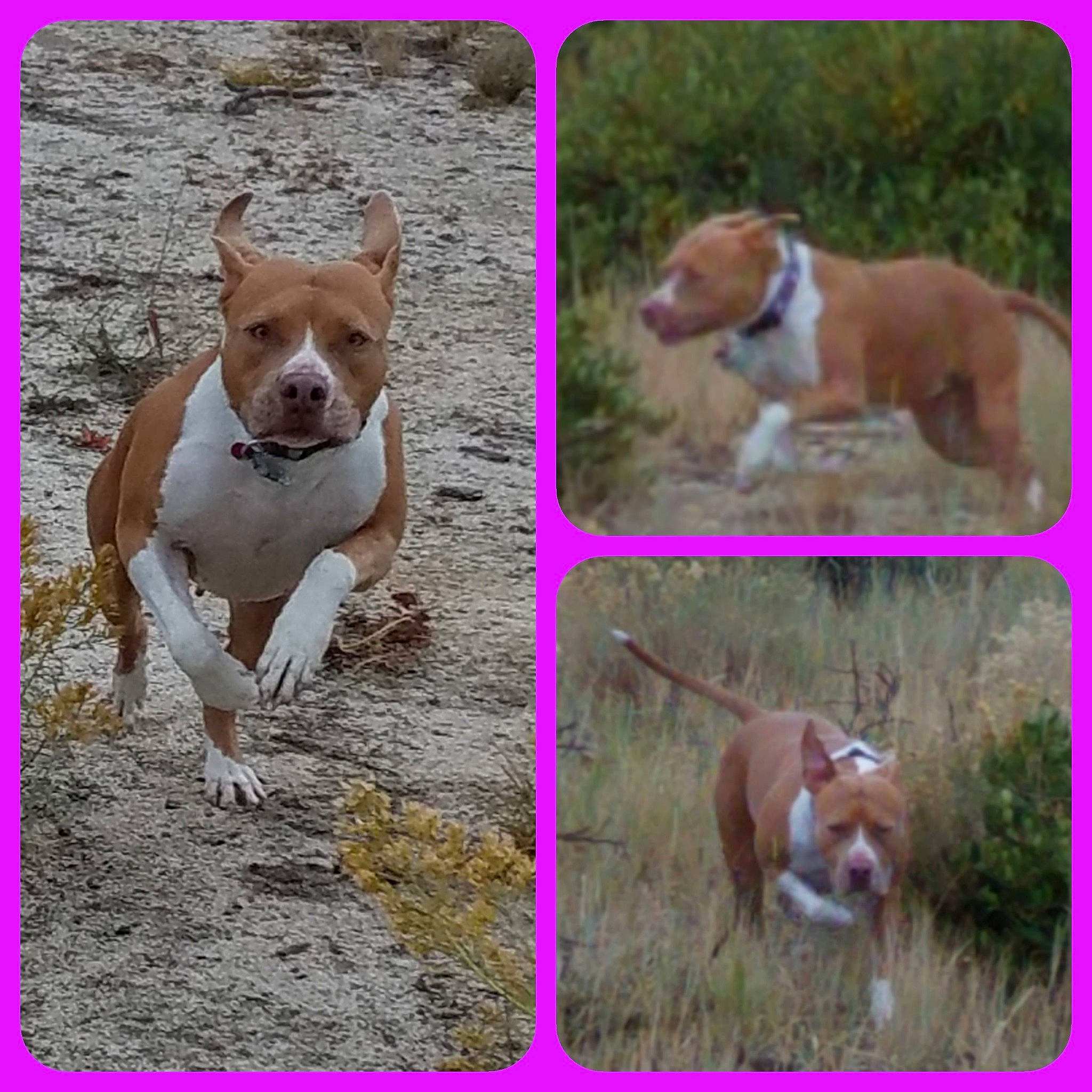 Jennie is registered to the contest to win money with this photo: american_pit_bull_terrier, american_staffordshire_terrier, ancient_dog_breeds, australian_bulldog, bulldog, canidae, carnivore, companion_dog, dog, dog_breed, fawn, mammal, non_sporting_group, olde_english_bulldogge, pit_bull, rare_breed_dog, sporting_group, staffordshire_bull_terrier, terrier, vertebrate