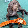 puppy, dog, chocolate_labrador, toy, plush_toy, bone_toy, carpet, lying_down, pet, animal, cute, playful, indoor, fur, paws, ears, nose, young_dog, looking_up, green_background