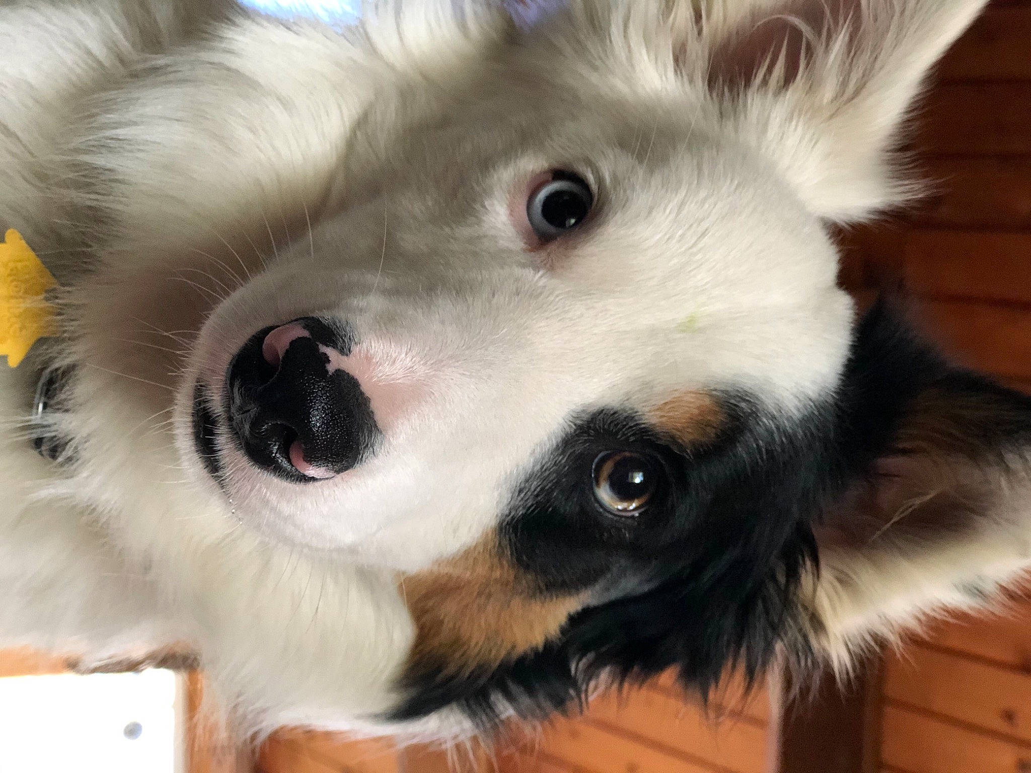 Phinneous joined the competition — help win amazing prizes! ancient_dog_breeds, beige, canidae, carnivore, close_up, collar, companion_dog, dog, dog_breed, fawn, fur, iris, natural_material, samoyed, sled_dog, snout, spitz, vertebrate, whiskers, working_animal