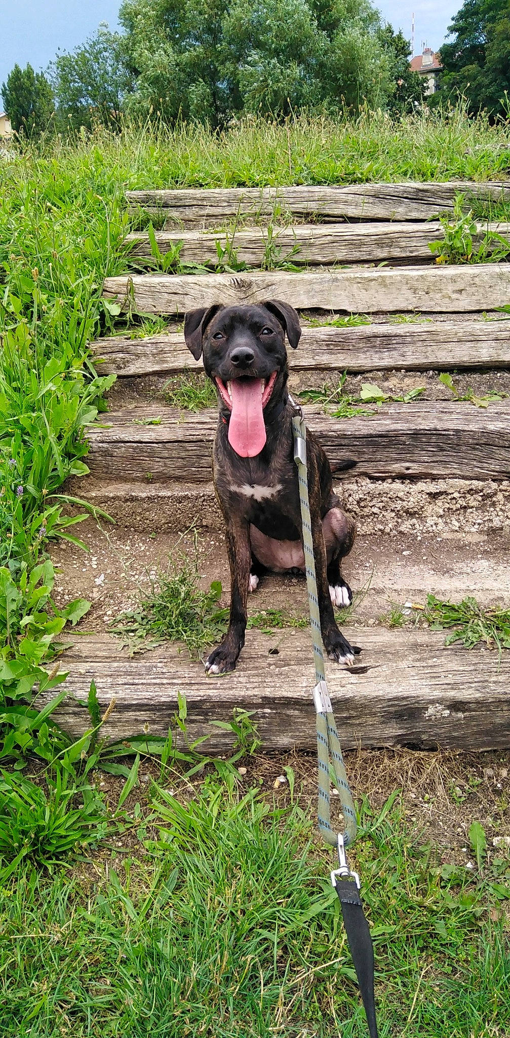 Ixia participe au concours pour gagner de l'argent avec cette photo : borador, canidae, carnivore, collar, companion_dog, dog, dog_breed, dog_collar, fawn, grass, guard_dog, gun_dog, liver, molosser, pet_supply, plant, snout, sporting_group, tail, working_animal