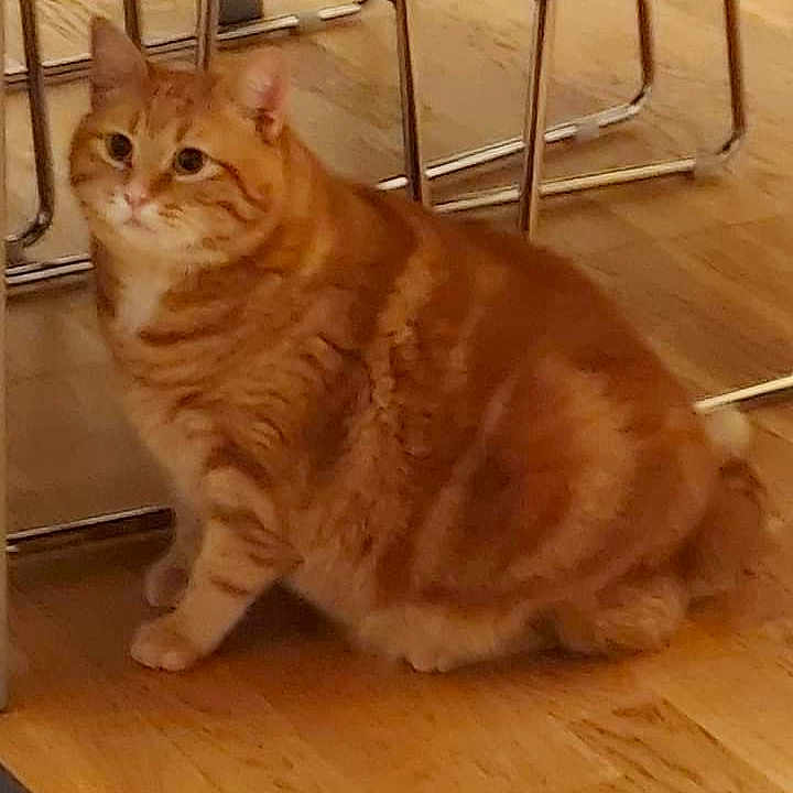 Ptit-roux