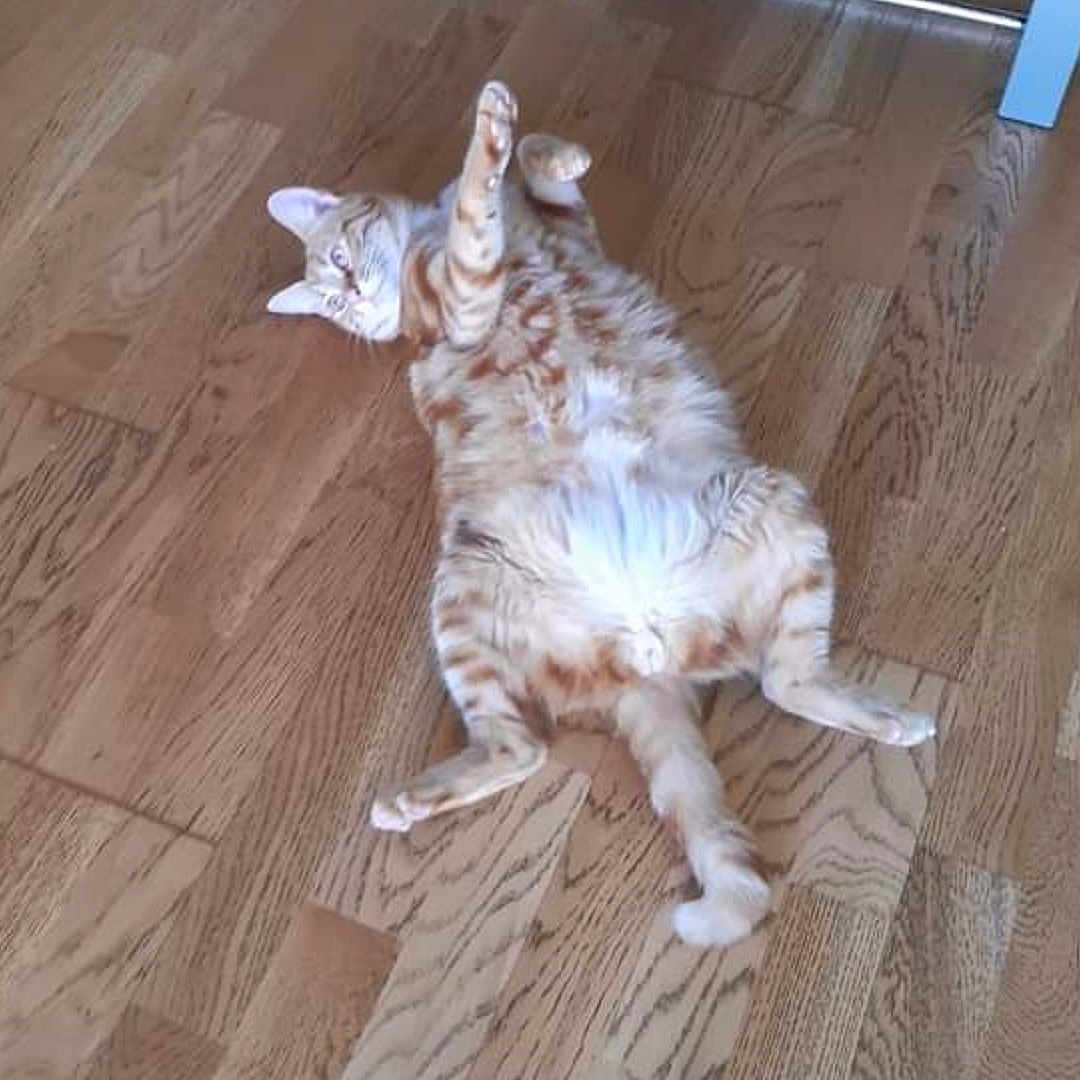 Ptit Roux a rejoint le concours — aidez-le/la à gagner de superbes lots ! animal, cat, cute, domestic_cat, flooring, fur, furniture, home, indoor, lying_down, metal_legs, orange_tabby, paws, pet, playful, relaxed, resting, table, whiskers, wooden_floor