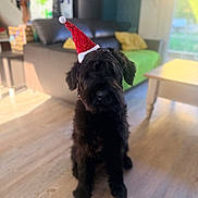 Aston participe au concours pour gagner de l'argent avec cette photo : dog, black_dog, santa_hat, holiday, indoor, living_room, couch, wooden_floor, pet, canine, furniture, cozy, blurred_background, festive, christmas, sitting, cute, animal, domestic_animal, home