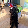 dog, black_dog, santa_hat, holiday, indoor, living_room, couch, wooden_floor, pet, canine, furniture, cozy, blurred_background, festive, christmas, sitting, cute, animal, domestic_animal, home