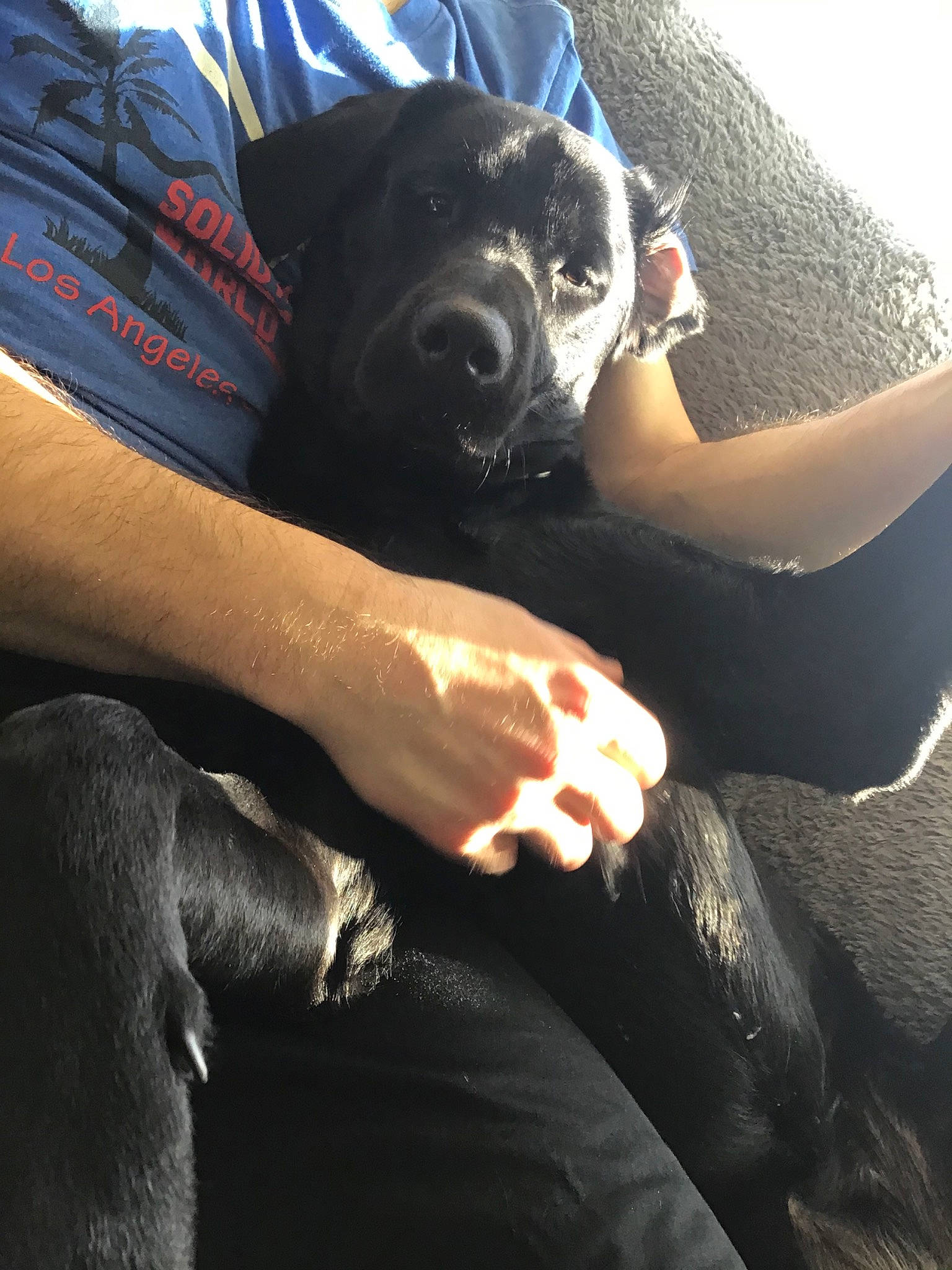 Luna Belle is registered to the contest to win money with this photo: bandog, cane_corso, canidae, carnivore, dog, dog_breed, formosan_mountain_dog, guard_dog, hand, non_sporting_group, snout, sporting_group