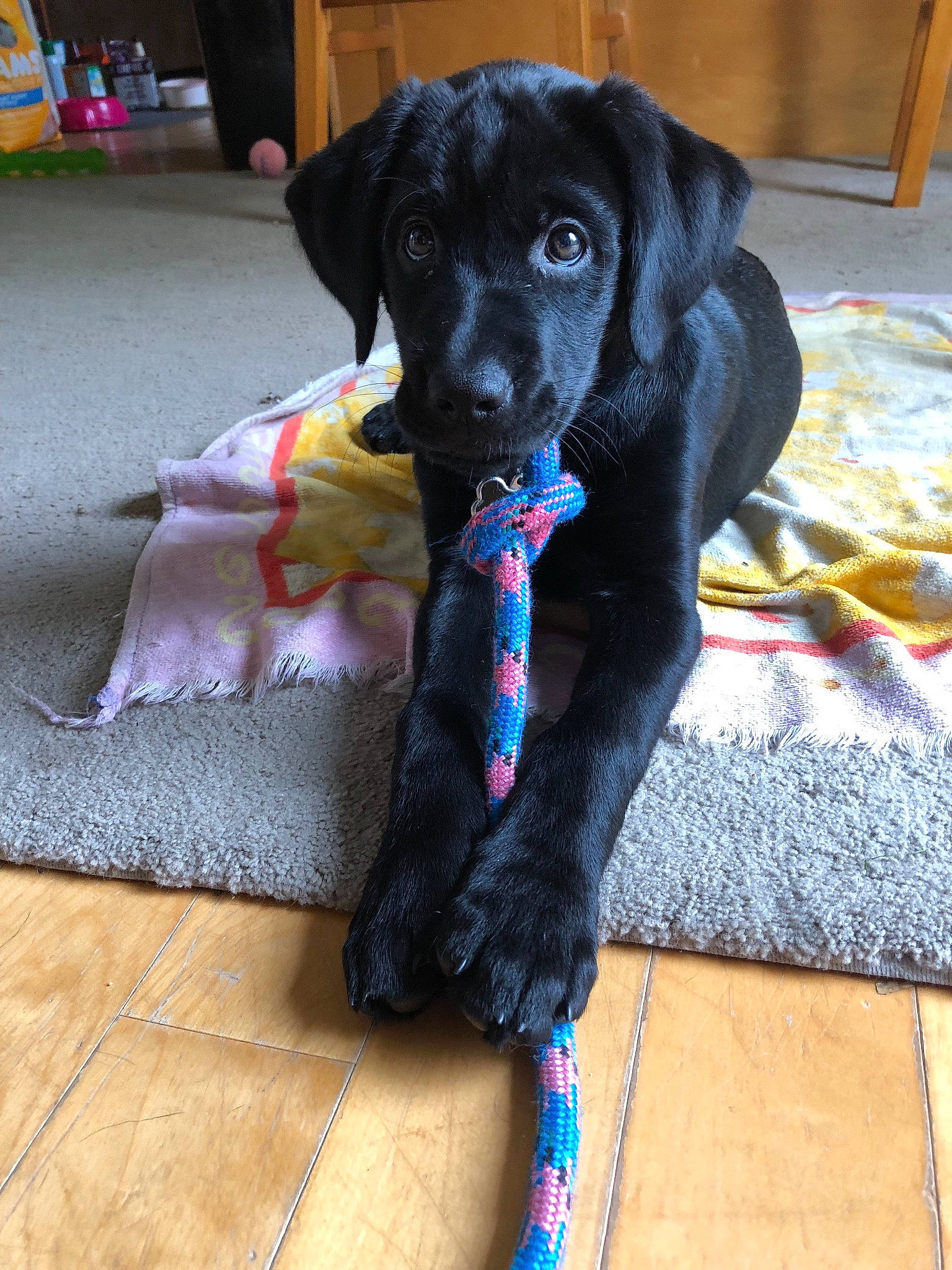 Luna Belle is registered to the contest to win money with this photo: beagador, borador, canidae, carnivore, companion_dog, dog, dog_breed, flat_coated_retriever, labrador_retriever, patterdale_terrier, puppy, rare_breed_dog, retriever, snout, sporting_group, tail