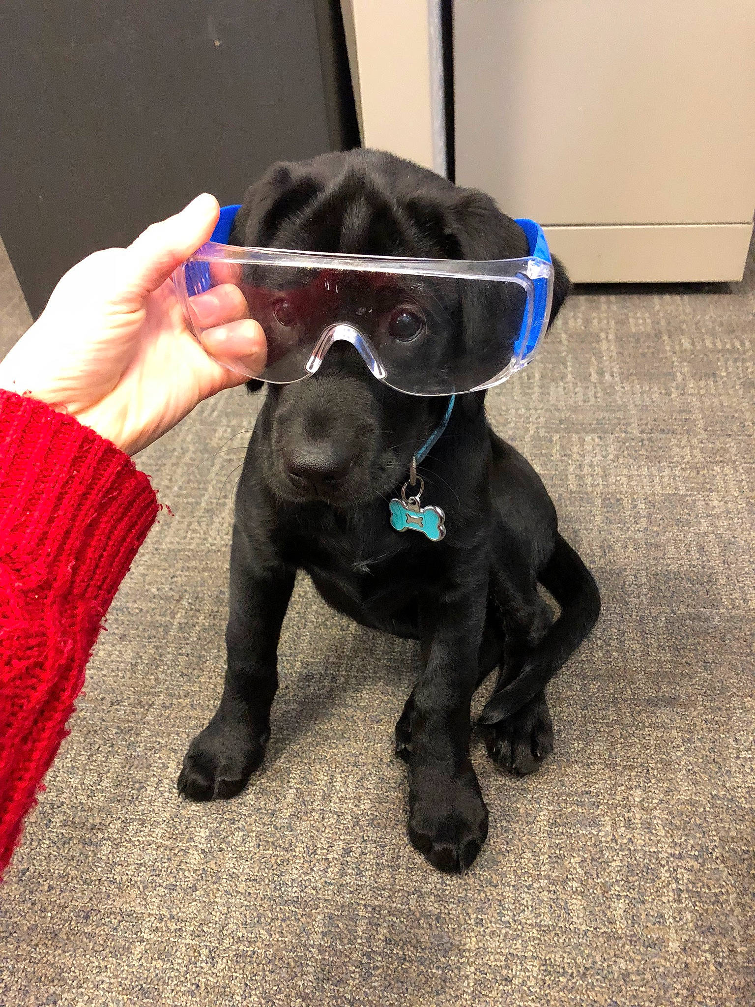 Luna Belle is registered to the contest to win money with this photo: american_pit_bull_terrier, bandog, cane_corso, canidae, carnivore, companion_dog, dog, dog_breed, fawn, french_bulldog, guard_dog, non_sporting_group, puppy, snout, sporting_group, staffordshire_bull_terrier