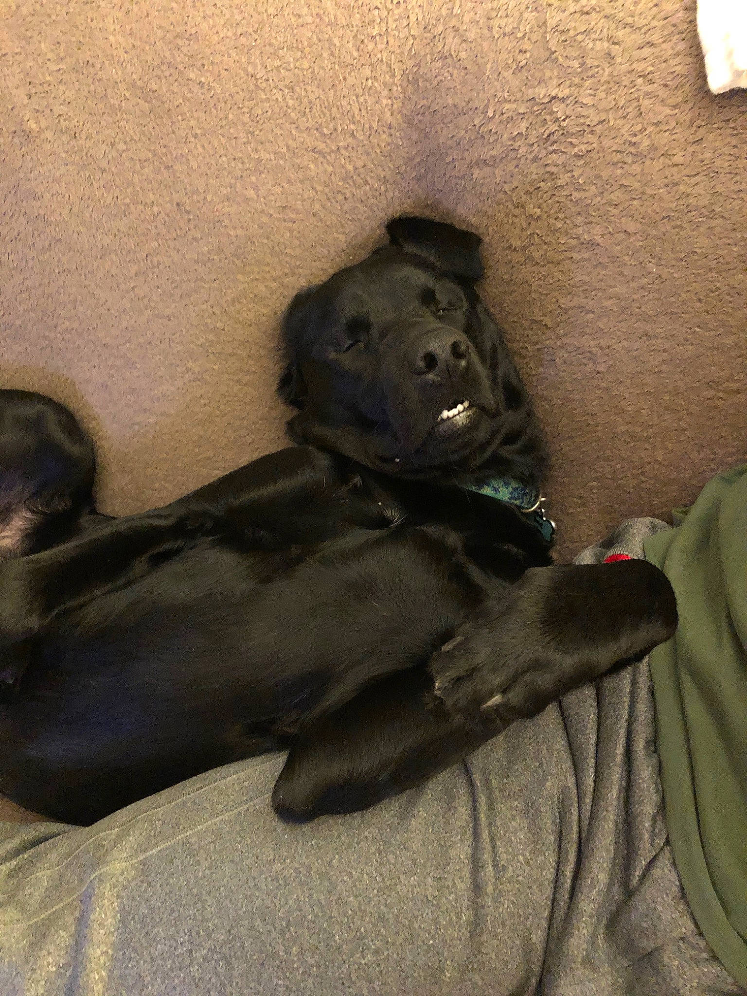 Luna Belle joined the competition — help win amazing prizes! canidae, dog_breed, labrador_retriever, leg, non_sporting_group, puppy, shar_pei, snout, sporting_group