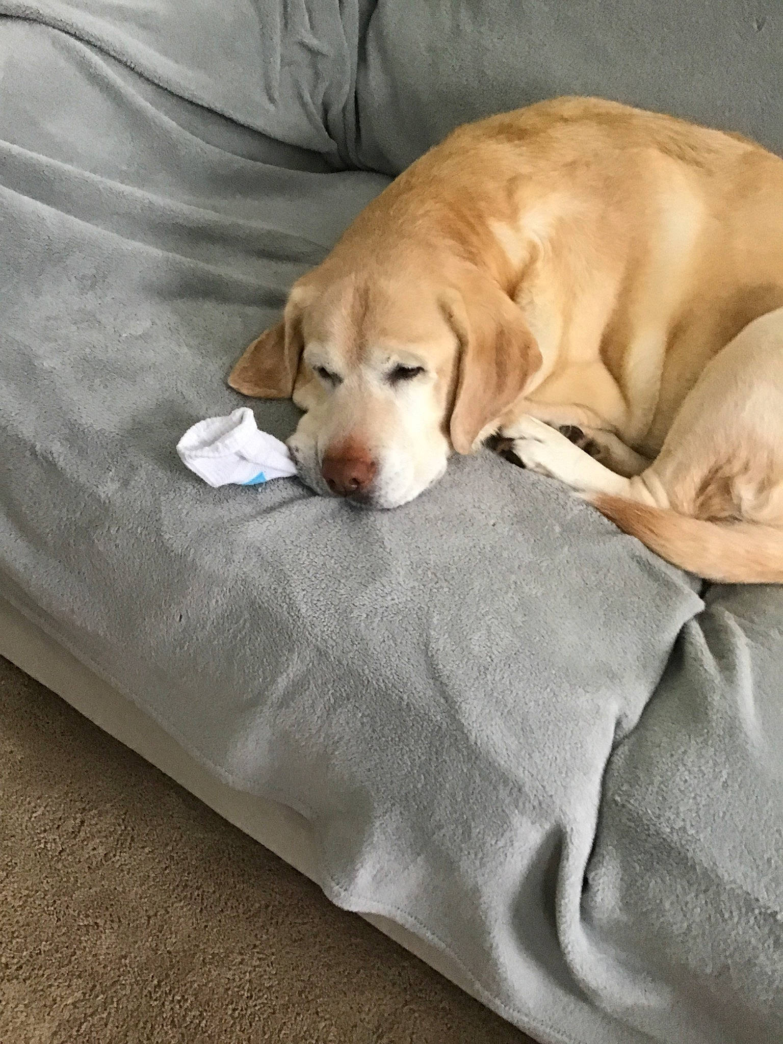 Sunshine is registered to the contest to win money with this photo: beagador, canidae, carnivore, companion_dog, dog, dog_bed, dog_breed, fawn, furniture, golden_retriever, labrador_retriever, nap, puppy, retriever, snout, sporting_group