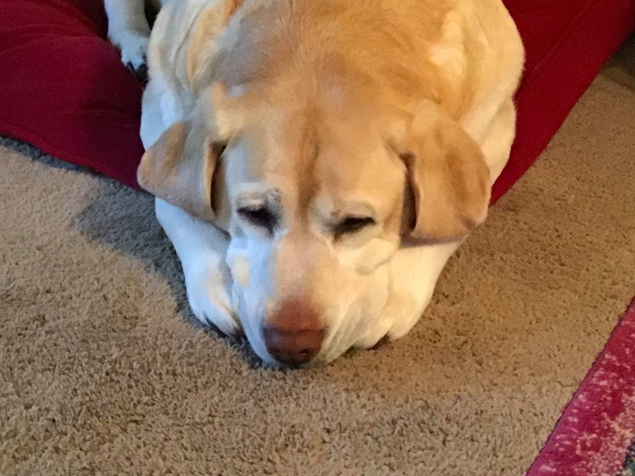 Sunshine joined the competition — help win amazing prizes! beagador, canidae, carnivore, companion_dog, dog, dog_breed, fawn, golden_retriever, labrador_retriever, mammal, puppy, retriever, snout, sporting_group, vertebrate