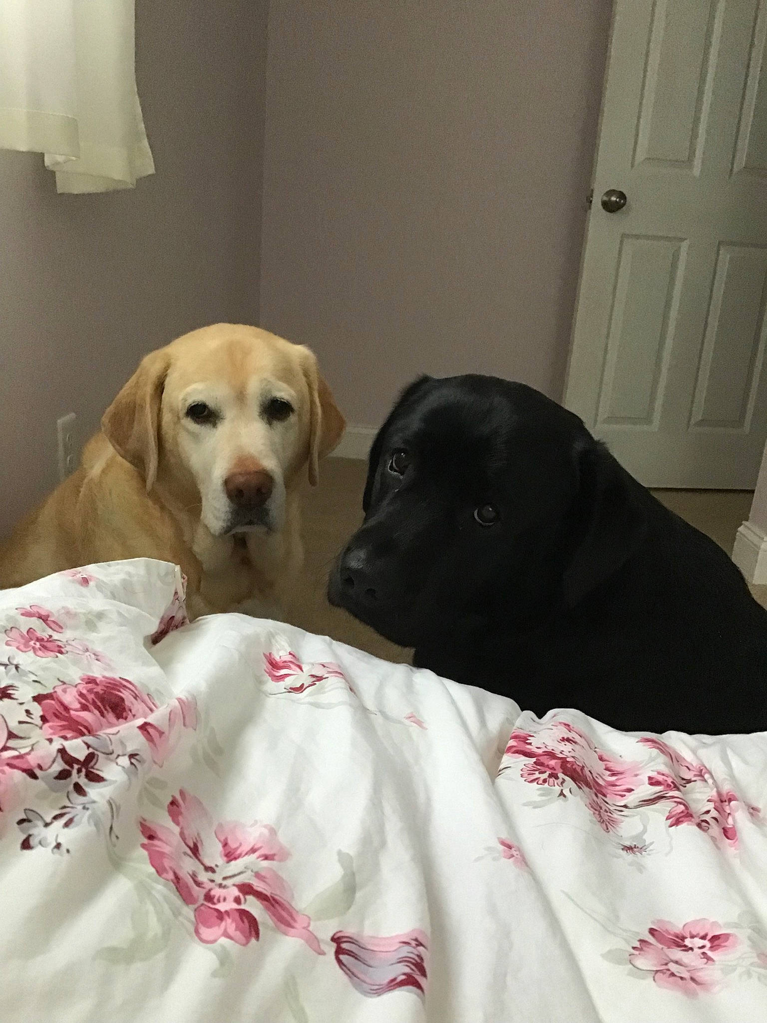 Sunshine is registered to the contest to win money with this photo: beagador, bed_sheet, bedding, canidae, carnivore, companion_dog, dog, dog_breed, fawn, furniture, golden_retriever, labrador_retriever, linens, nose, pink, puppy, puppy_love, retriever, snout, sporting_group