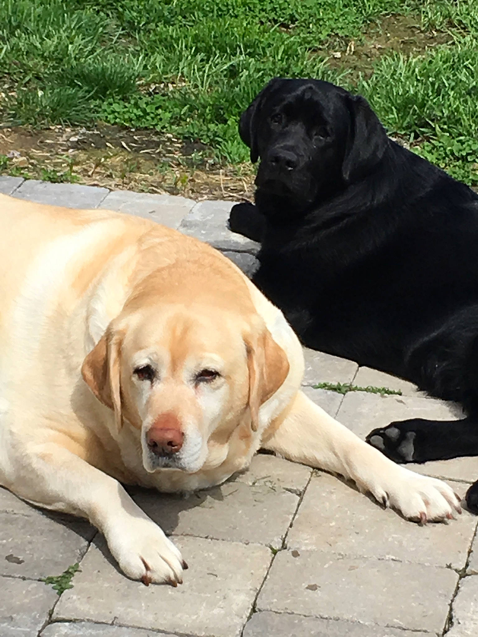 Sunshine is registered to the contest to win money with this photo: beagador, canidae, carnivore, companion_dog, dog, dog_breed, fawn, hunting_dog, labrador_retriever, mammal, nose, puppy, retriever, snout, sporting_group, street_dog, tail, vertebrate