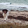 dog, beach, ocean, waves, seaweed, sand, rocks, coast, water, outdoor, animal, pet, nature, grass, shoreline, running, fur, happy, landscape, daytime