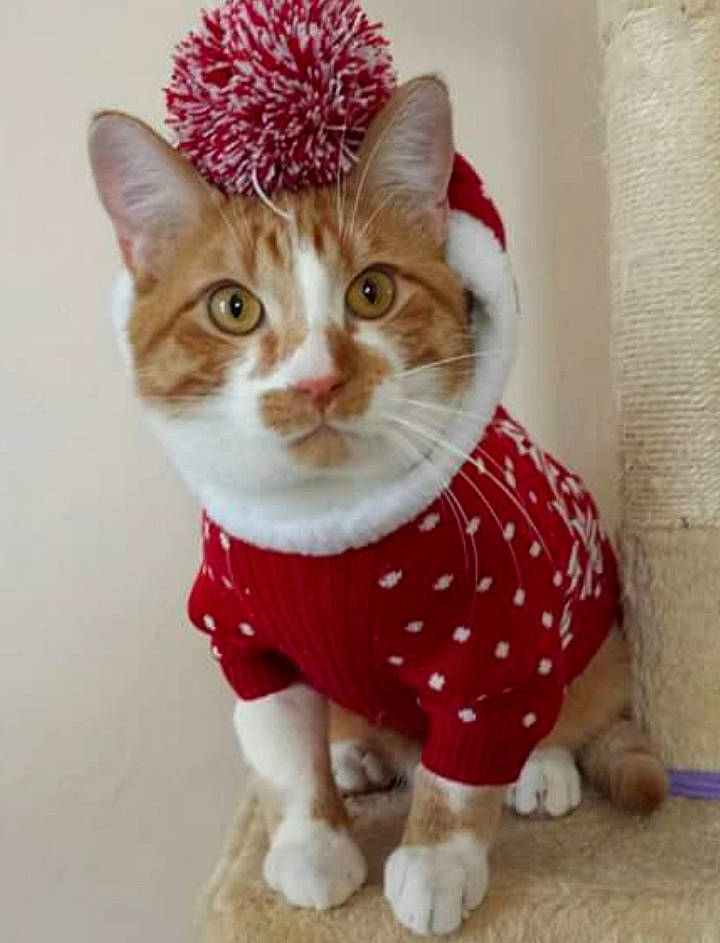 Toby is registered to the contest to win money with this photo: aegean_cat, american_wirehair, asian, carnivore, cat, dog_clothes, domestic_short_haired_cat, european_shorthair, fawn, felidae, fur, kitten, polydactyl_cat, small_to_medium_sized_cats, tabby_cat, tail, whiskers