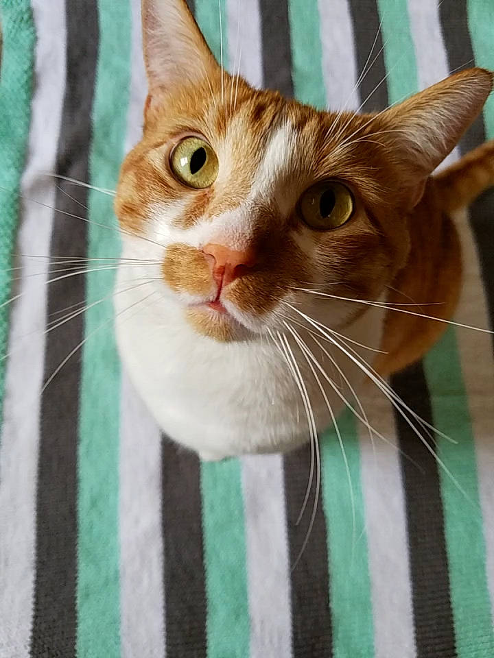 Toby joined the competition — help win amazing prizes! aegean_cat, carnivore, cat, domestic_short_haired_cat, european_shorthair, fawn, felidae, kitten, mammal, small_to_medium_sized_cats, snout, tabby_cat, whiskers