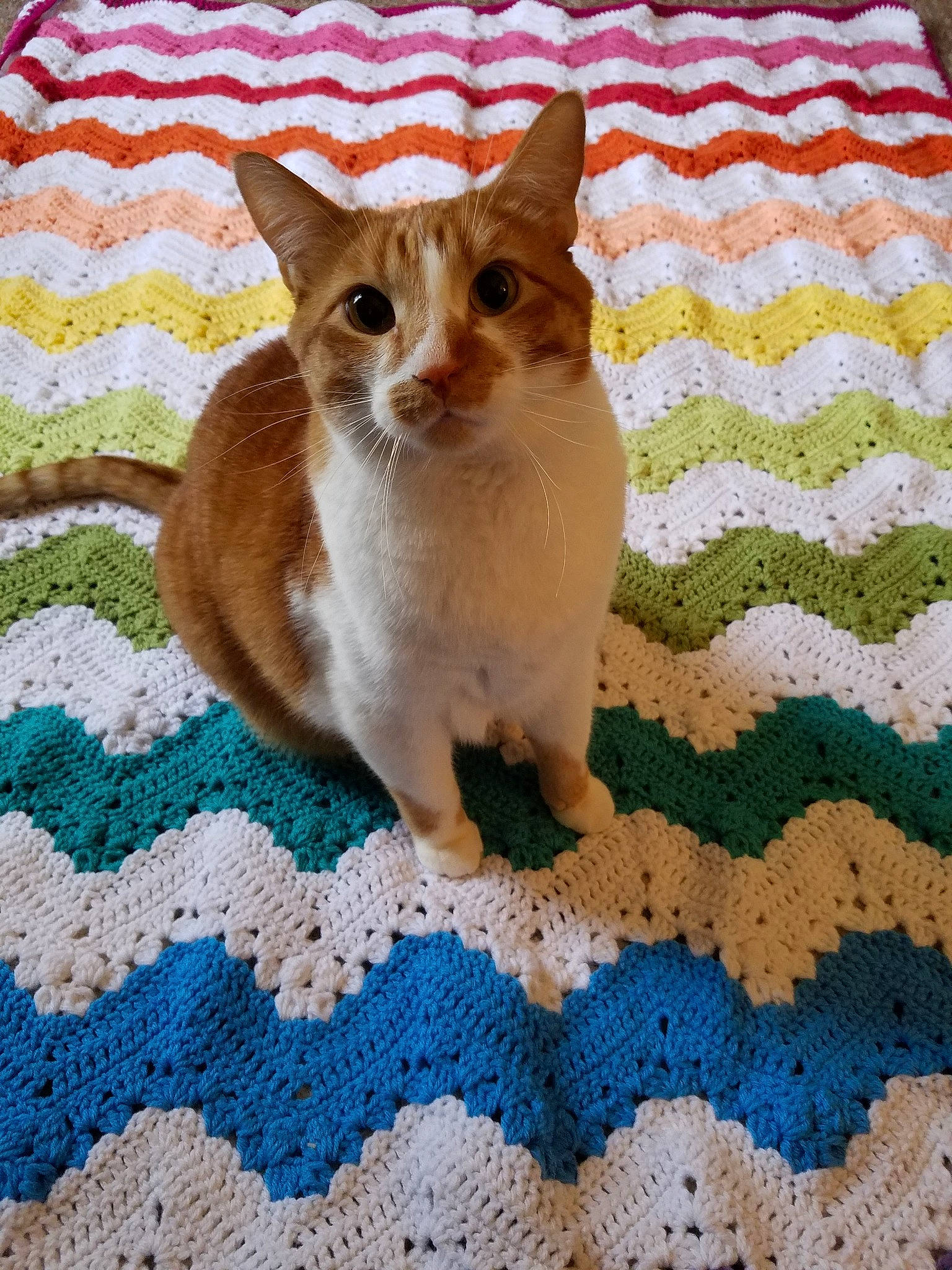 Toby joined the competition — help win amazing prizes! aegean_cat, asian, australian_mist, carnivore, cat, colorpoint_shorthair, domestic_short_haired_cat, european_shorthair, fawn, felidae, flooring, german_rex, kitten, mammal, ojos_azules, singapura, small_to_medium_sized_cats, whiskers