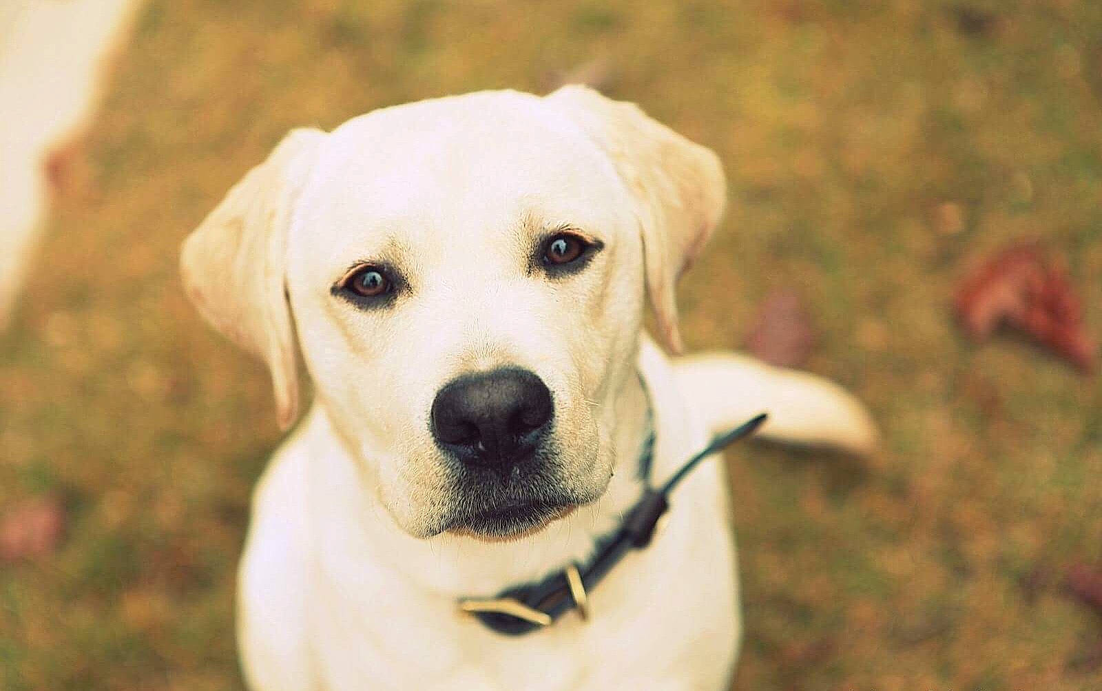 Gabe joined the competition — help win amazing prizes! akbash_dog, beagador, canidae, carnivore, companion_dog, dog, dog_breed, fawn, golden_retriever, hunting_dog, labrador_retriever, mammal, puppy, rare_breed_dog, retriever, snout, sporting_group, vertebrate, whiskers