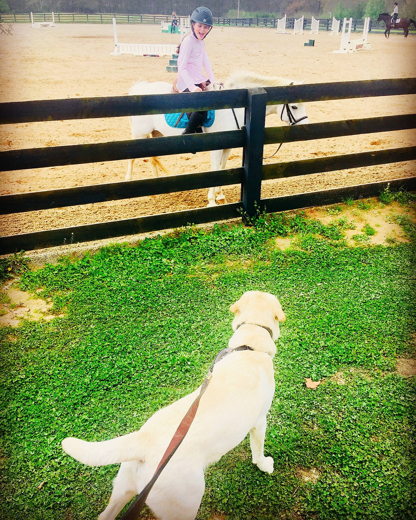 Gabe is registered to the contest to win money with this photo: canidae, carnivore, companion_dog, dog, dog_breed, dog_walking, fence, grass, green, lawn, leg, photograph, pug, shadow, snapshot, sporting_group, summer, sunlight, tree, walking