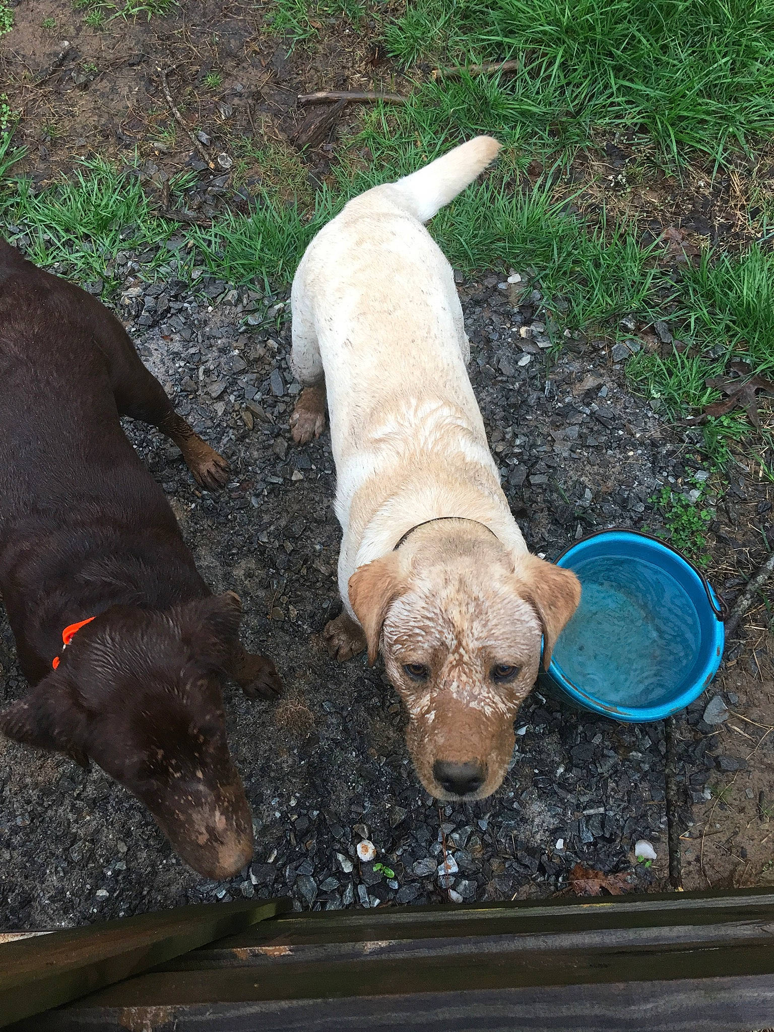 Gabe joined the competition — help win amazing prizes! canidae, carnivore, dog, dog_breed, fawn, hunting_dog, labrador_retriever, retriever, sporting_group, weimaraner