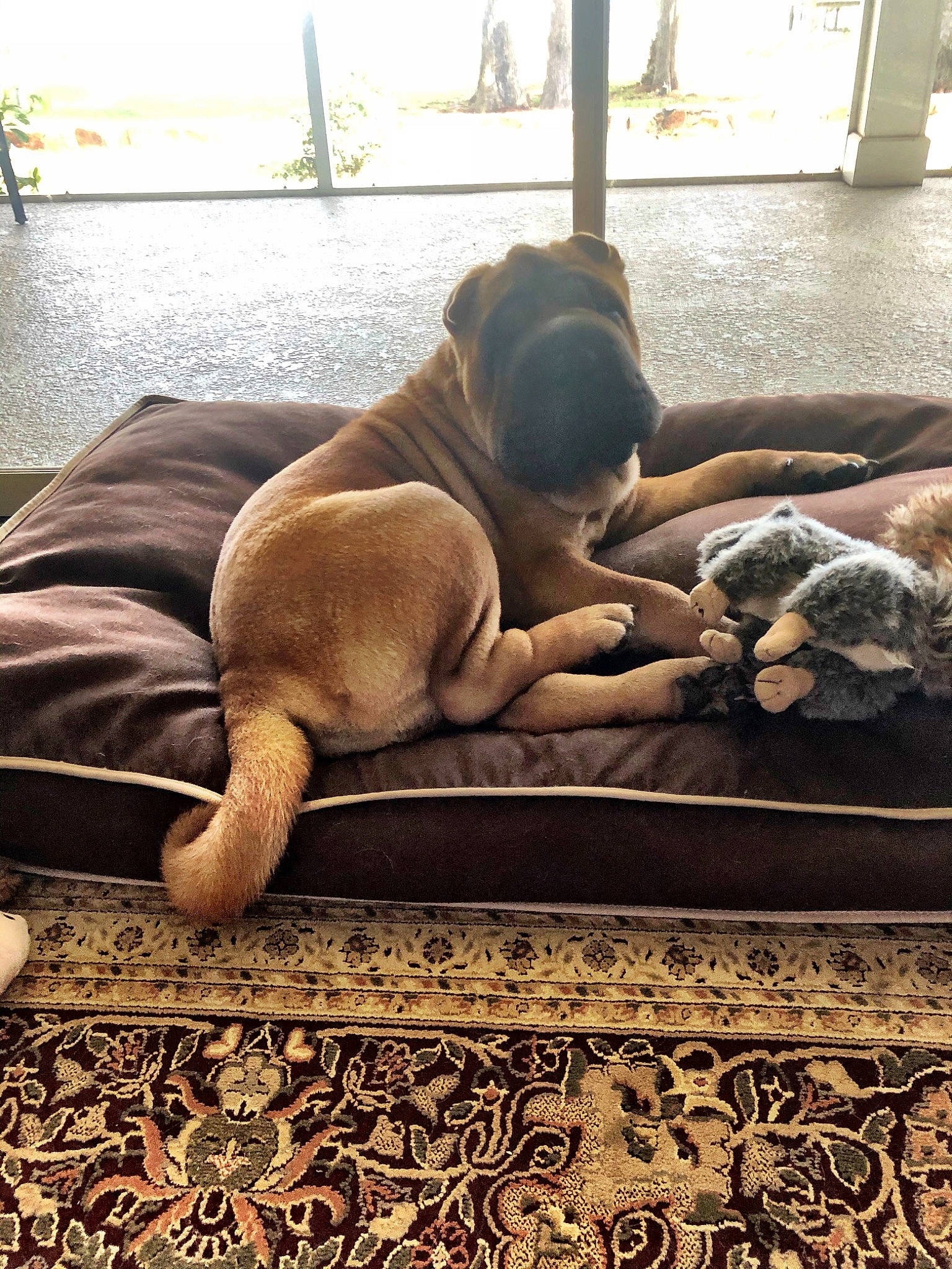 Bucky joined the competition — help win amazing prizes! boerboel, bullmastiff, canidae, carnivore, companion_dog, dog, dog_breed, fawn, great_dane, guard_dog, nap, non_sporting_group, puppy, shar_pei, sleep, sporting_group