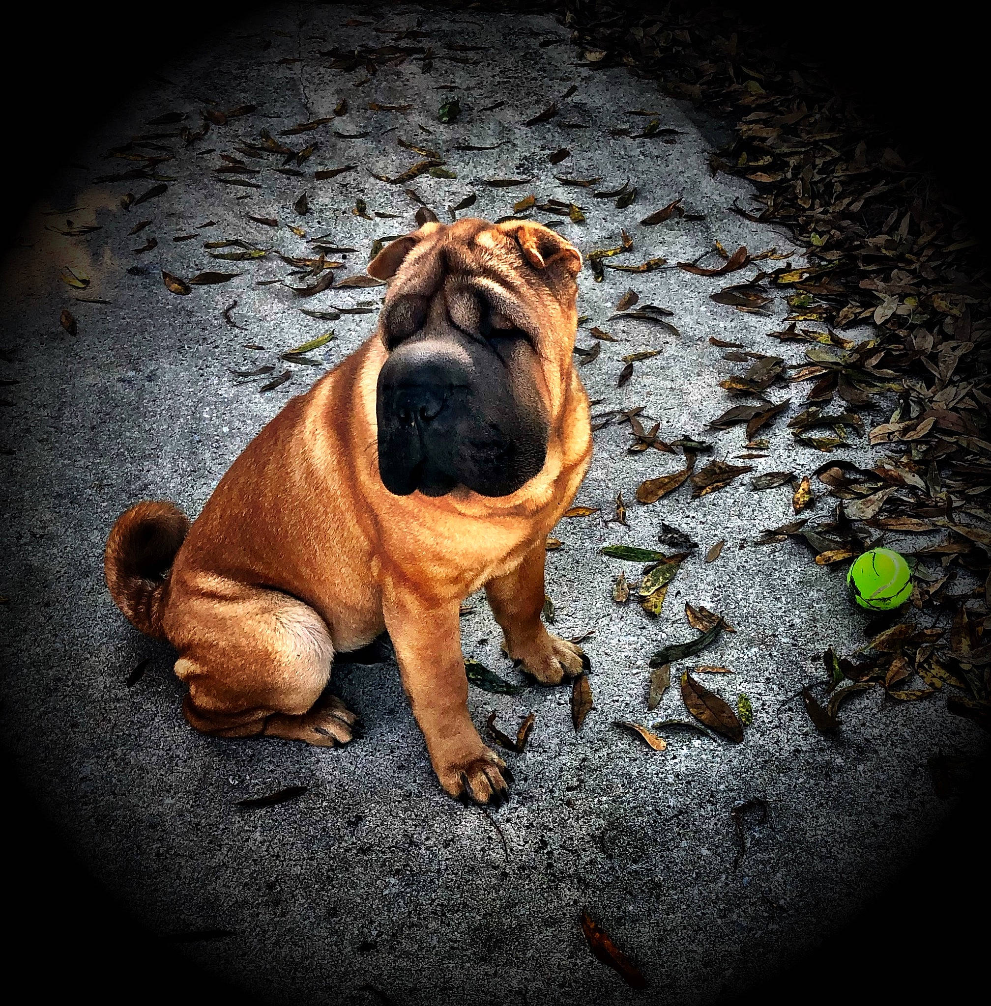 Bucky joined the competition — help win amazing prizes! bullmastiff, canidae, carnivore, dog, dog_breed, fawn, korean_mastiff, mammal, non_sporting_group, ori_pei, shar_pei, snout, vertebrate