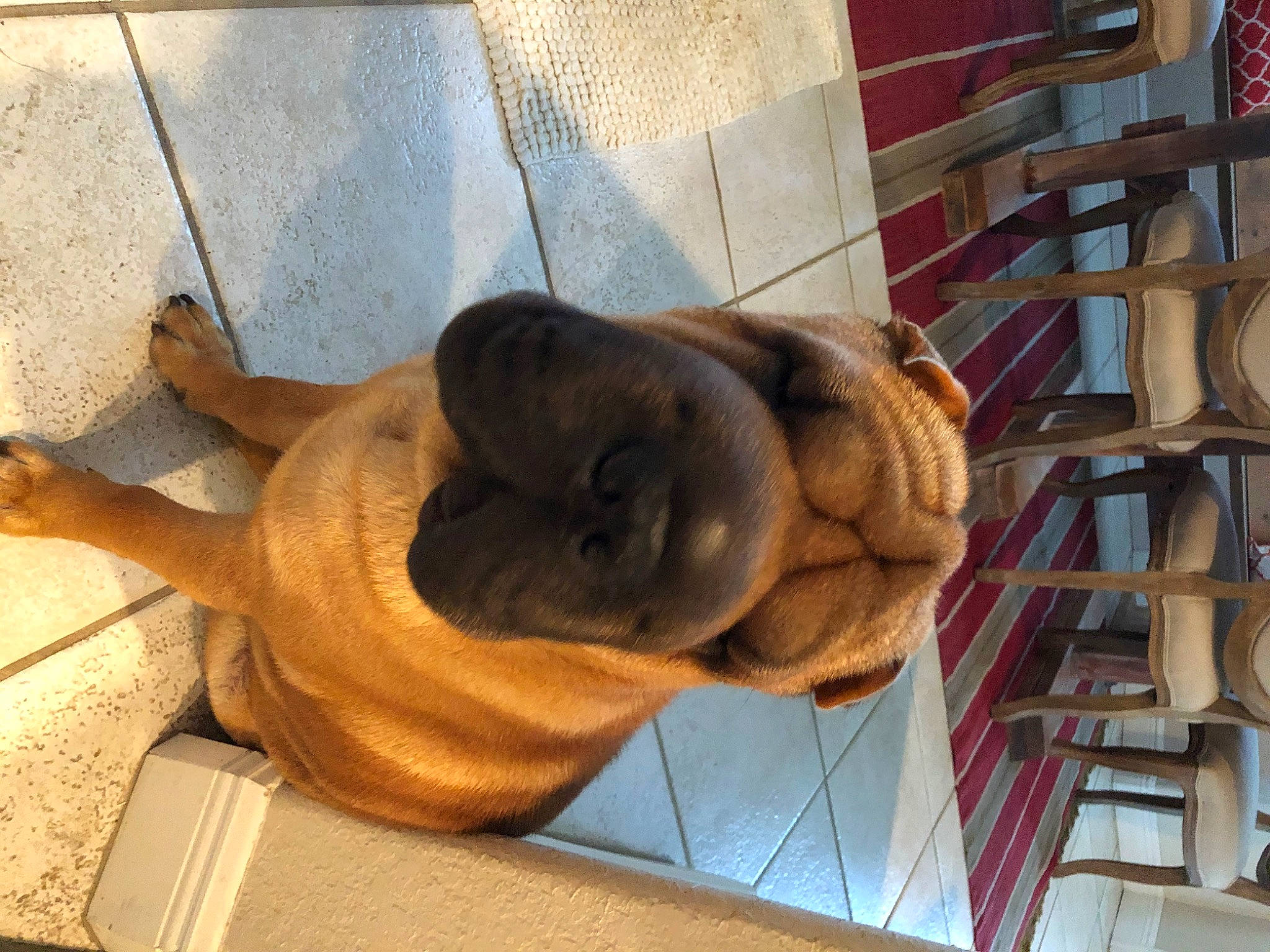 Bucky is registered to the contest to win money with this photo: ancient_dog_breeds, boxer, british_bulldogs, canidae, carnivore, companion_dog, dog, dog_breed, dogue_de_bordeaux, fawn, guard_dog, korean_mastiff, mammal, non_sporting_group, olde_english_bulldogge, ori_pei, shar_pei, snout, wrinkle