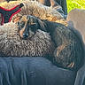 dog, dachshund, puppy, pet, animal, black_and_tan, long_body, short_legs, floppy_ears, sleepy, resting, cuddly, fuzzy_bed, dog_harness, car_interior, seat, sunlight, outdoors, greenery, portrait