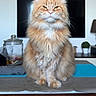 cat, ginger_cat, fluffy, long_hair, maine_coon, pet, animal, portrait, sitting, indoors, home, countertop, television, jar, plant, furniture, whiskers, ears, paws, serious_expression