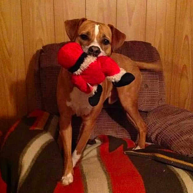 Tango is registered to the contest to win money with this photo: animal, ball, boxer, bulldog, canine, couch, cushion, dog, face, furniture, head, homedecor, hound, indoors, interiordesign, pet, puppy, sport, tennis, tennisball