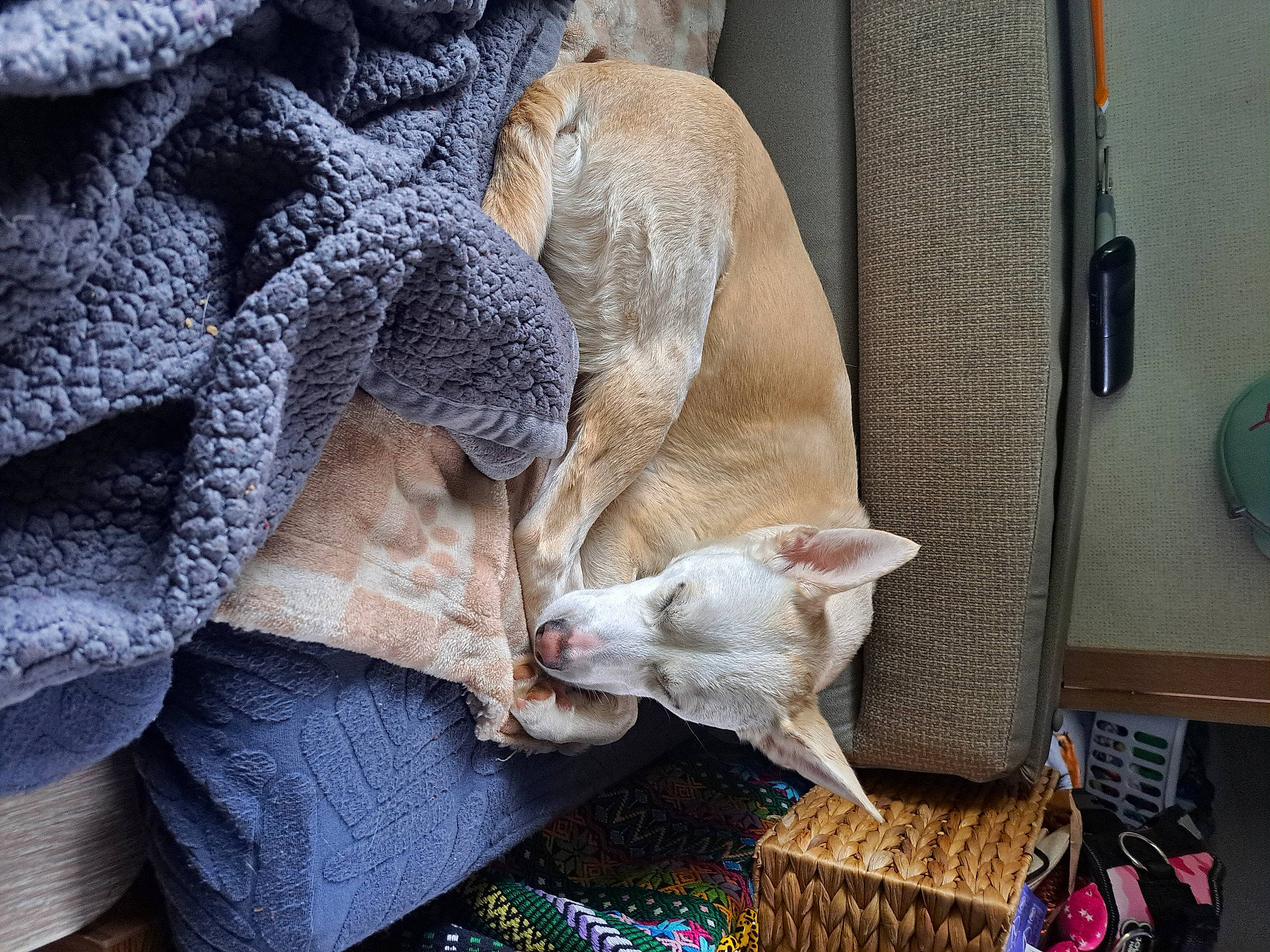 Peppermint is registered to the contest to win money with this photo: basket, carnivore, cat, comfort, domestic_short_haired_cat, fawn, felidae, fur, linens, nap, pattern, picnic_basket, small_to_medium_sized_cats, storage_basket, tail, textile, thread, whiskers, wood, woven_fabric