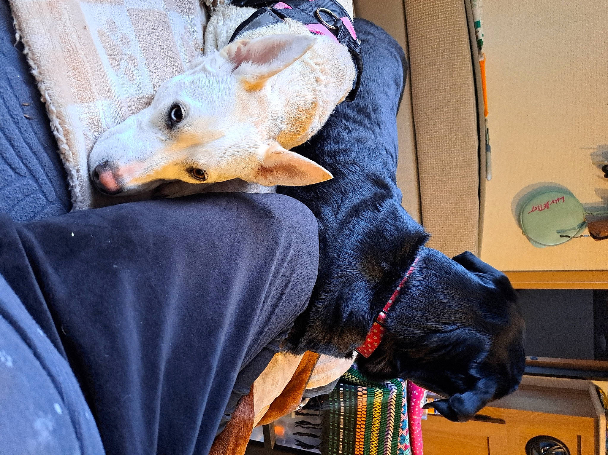 Peppermint joined the competition — help win amazing prizes! carnivore, collar, comfort, companion_dog, dog, dog_breed, dog_clothes, dog_collar, dog_supply, fawn, felidae, fur, mammal, mechanical_fan, small_to_medium_sized_cats, snout, sporting_group, toy_dog, vertebrate, working_animal