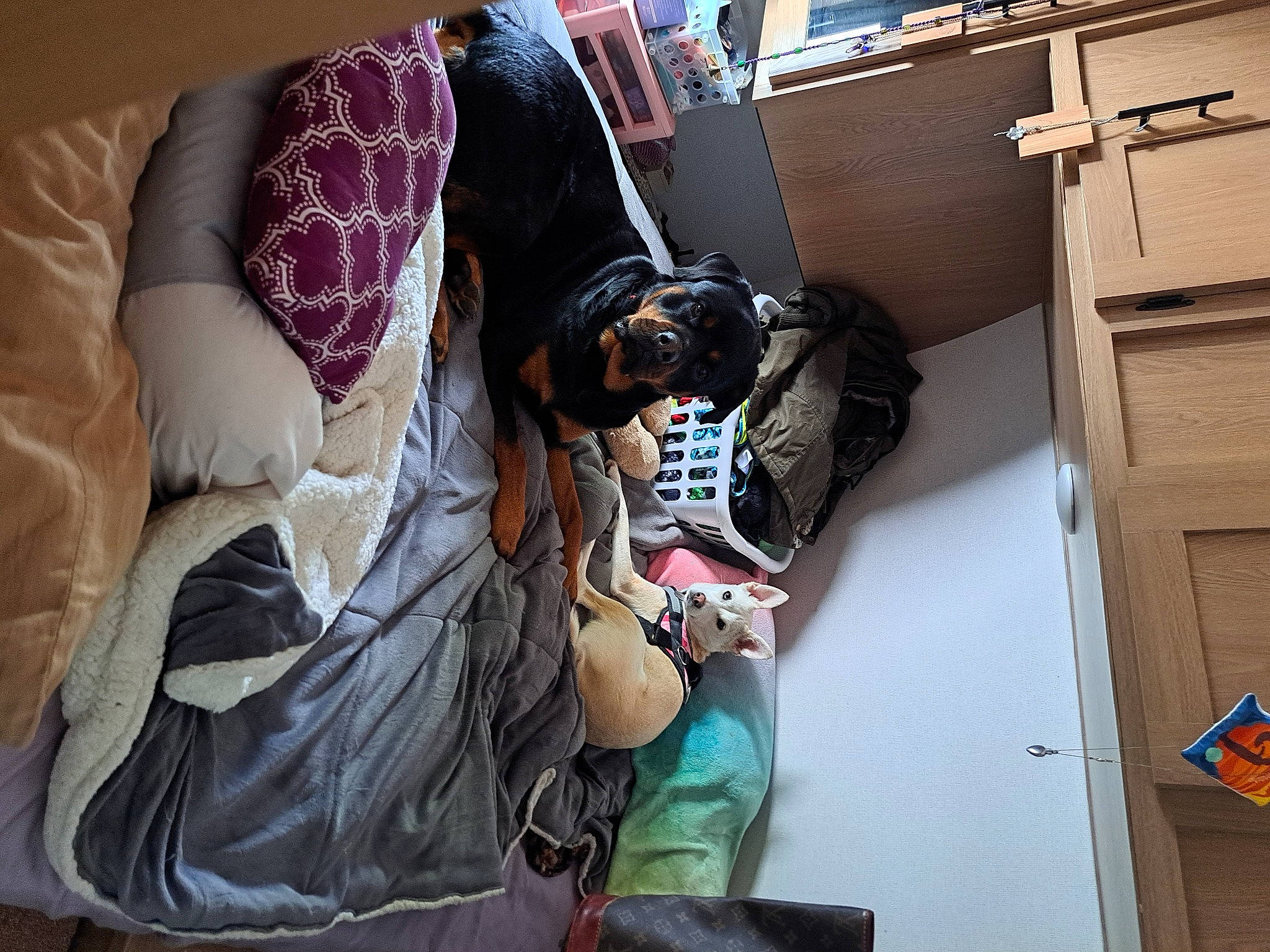 Peppermint joined the competition — help win amazing prizes! bag, cameras_optics, comfort, door, eyewear, flag, human_leg, linens, luggage_and_bags, pattern, room, sitting, street, visual_arts