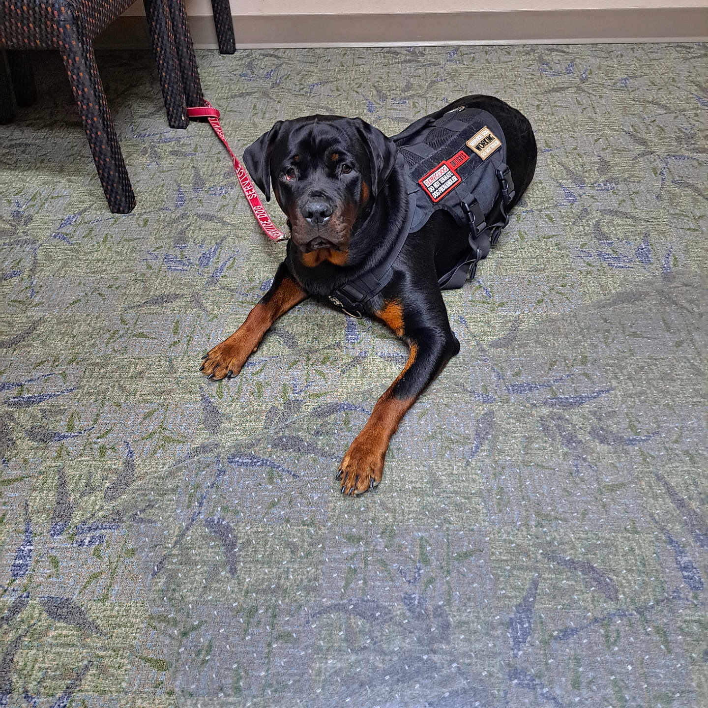 Alabama is registered to the contest to win money with this photo: accessories, animal, architecture, building, bulldog, canine, clothing, couch, dog, furniture, hound, labradorretriever, leash, pet, policedog, puppy, slate, strap, vest, wood