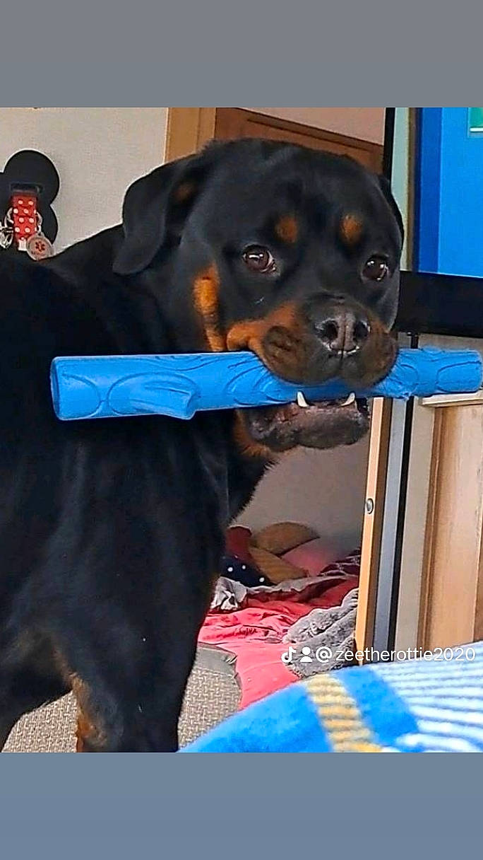 Zee is registered to the contest to win money with this photo: blue, canidae, carnivore, collar, companion_dog, dog, dog_breed, dog_collar, dog_supply, electric_blue, fawn, hat, liver, mammal, pet_supply, rottweiler, snout, sporting_group, vertebrate, working_animal