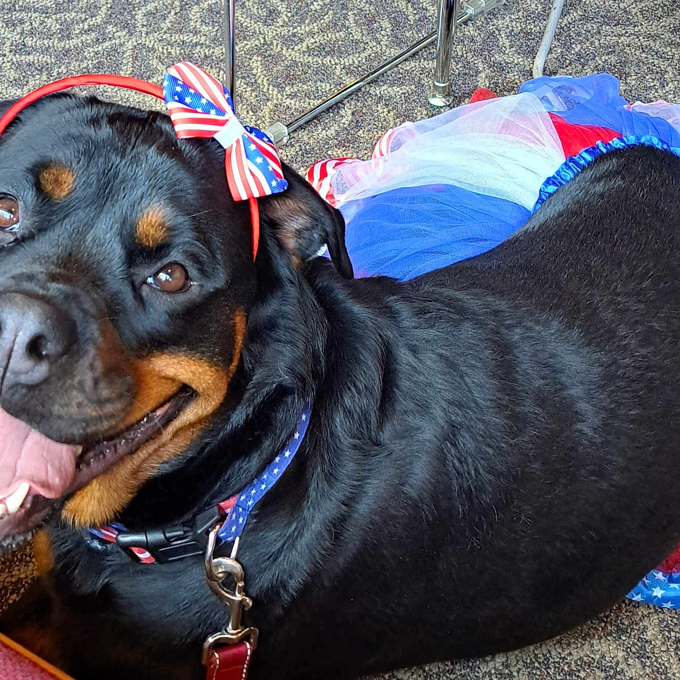 Zee is registered to the contest to win money with this photo: accessories, animal, bag, bodypart, boxer, bulldog, canine, cushion, dog, furniture, homedecor, hound, labradorretriever, leash, mouth, person, pet, puppy, sleeping, strap