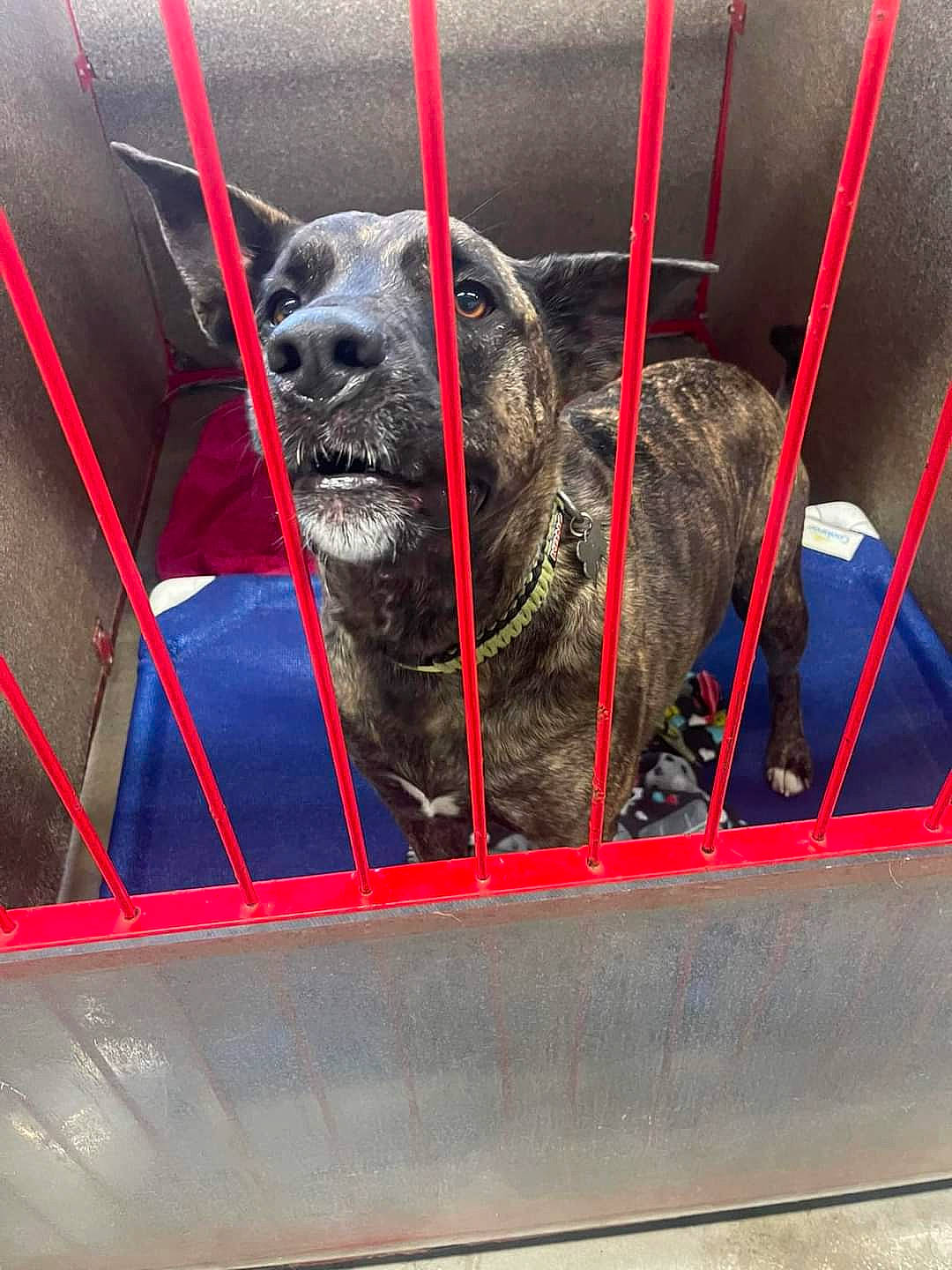 Mia joined the competition — help win amazing prizes! animal_shelter, automotive_tire, canidae, carnivore, companion_dog, dog, dog_breed, metal, non_sporting_group, pet_supply, rim, snout, sporting_group, terrestrial_animal, tire, toy_dog, working_animal