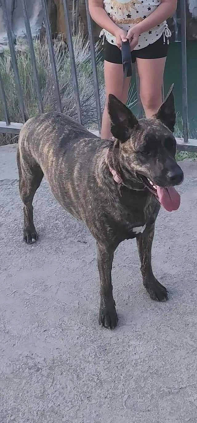 Mia joined the competition — help win amazing prizes! ancient_dog_breeds, canidae, carnivore, collar, companion_dog, dog, dog_breed, dog_collar, fawn, guard_dog, hunting_dog, liver, non_sporting_group, snout, sporting_group, tail, terrestrial_animal, whiskers, working_animal, working_dog