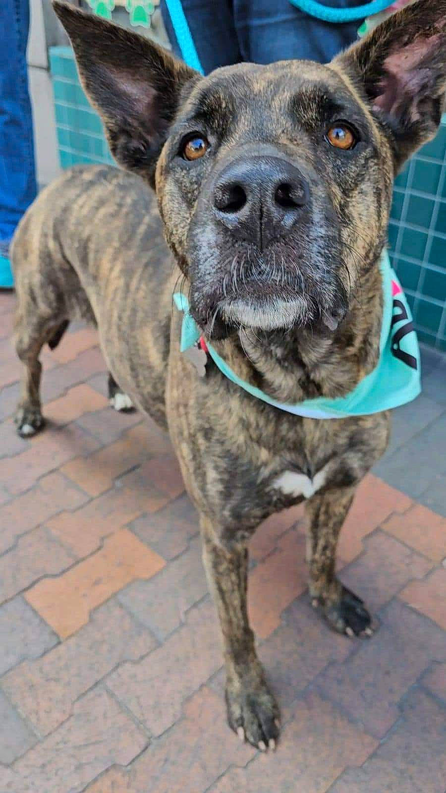 Mia joined the competition — help win amazing prizes! ancient_dog_breeds, bicycle, canidae, carnivore, collar, companion_dog, dog, dog_breed, dog_collar, fawn, fur, guard_dog, leash, non_sporting_group, snout, sporting_group, whiskers, working_animal, working_dog, wrinkle