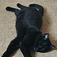 Faith is registered to the contest to win money with this photo: black_cat, cat, pet, animal, indoor, carpet, relaxed, lying_down, feline, cozy, fur, sleepy, domestic, home, resting, mammal, whiskers, paw, tail, floor