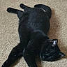 black_cat, cat, pet, animal, indoor, carpet, relaxed, lying_down, feline, cozy, fur, sleepy, domestic, home, resting, mammal, whiskers, paw, tail, floor
