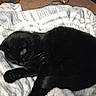 black_cat, sleeping, blanket, striped_blanket, indoor, cozy, pet, feline, carpet, box, socks, relaxing, resting, domestic_animal, home, fur, cute, animal, sleep, comfort