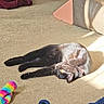 Faith is registered to the contest to win money with this photo: cat, black_cat, carpet, sunlight, stretching, toy, fuzzy_toy, blanket, living_room, furniture, couch, floor, indoor, pet, relaxing, sunbeam, cozy, animal, domestic, home