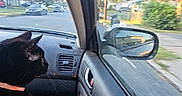 Faith is registered to the contest to win money with this photo: cat, black_cat, car_interior, car_door, car_window, side_mirror, paw, collar, street, trees, sunlight, residential_area, road, vehicle, window_view, daytime, animal, pet, curious, indoor