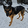 german_shepherd, dog, snow, backyard, fence, shovel, lounge_chair, snow_covered, patio, outdoor, pet, animal, winter, fur, standing, cold, house, door, window, daytime