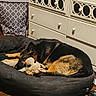 dog, german_shepherd, sleeping, dog_bed, plush_toy, wooden_floor, dresser, laundry_hamper, indoor, pet, resting, household, furniture, black_bed, brown_fur, cozy, quiet, relaxing, room, domestic