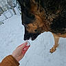 dog, german_shepherd, snow, hand, winter, fence, outdoor, pet, canine, curious, animal, cold, person, brown_jacket, backyard, snowball, ears, sniffing, fur, daylight