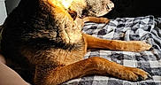 Molly joined the competition — help win amazing prizes! animal, bed, blanket, checkered, cozy, dog, food, fur, german_shepherd, home, human, indoor, leg, mirror, paw, pet, plate, reflection, resting, sunlight