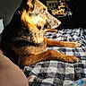 Molly joined the competition — help win amazing prizes! dog, german_shepherd, bed, blanket, checkered, sunlight, indoor, reflection, mirror, plate, food, pet, animal, fur, paw, resting, cozy, leg, human, home
