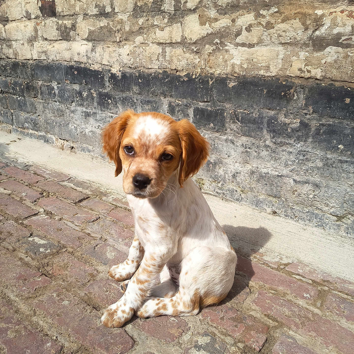 Anastasia a rejoint le concours — aidez-le/la à gagner de superbes lots ! alone, animal, brick_wall, brown_spots, canine, cobblestone, cute, daylight, dog, ears, fur, outdoor, pet, puppy, shadow, sidewalk, sitting, street, sunlight, young_dog