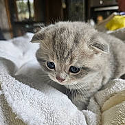 Aïko participe au concours pour gagner de l'argent avec cette photo : kitten, cat, gray, fluffy, cute, pet, animal, furry, whiskers, eyes, blanket, soft, indoors, cozy, closeup, young, small, sleepy, comfort, resting